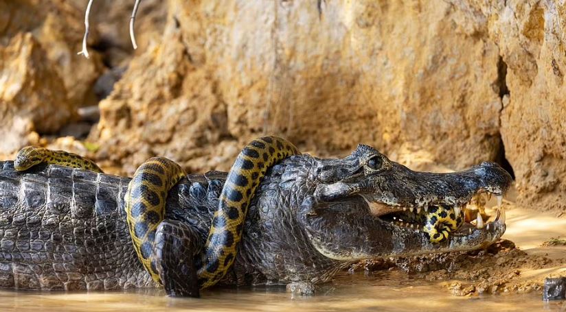 Anakonda ve timsah mücadelesinde av-avcı birbirine karıştı
